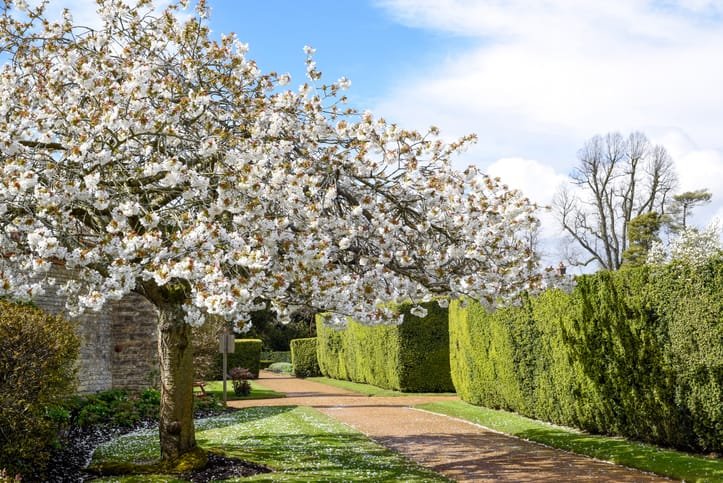 Blooming gardens, mild weather
