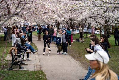 Cherry blossoms, fewer crowds