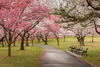 Spring blossoms in Branch Brook Park, Newark NJ on a cloudy day with light rain in April