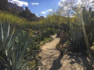 Stroll in Desert Botanical Garden